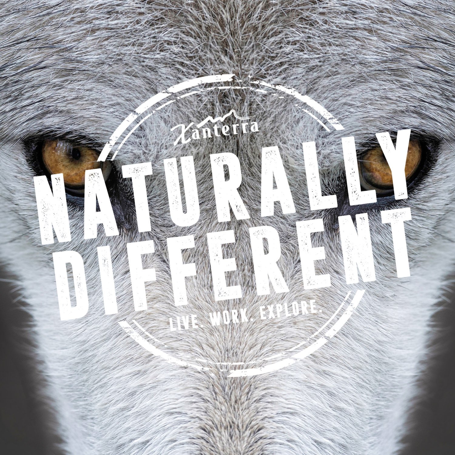 Zoom Backgrounds Xanterra