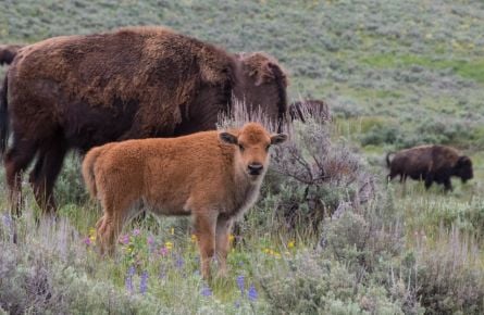 3 Insider’s Tips for Visiting Yellowstone in Spring