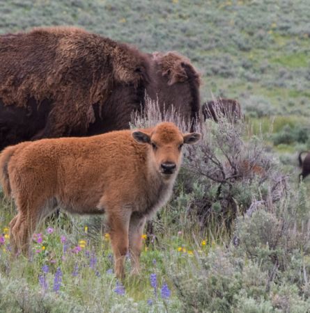 3 Insider’s Tips for Visiting Yellowstone in Spring