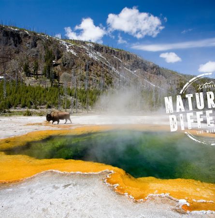 Yellowstone Social