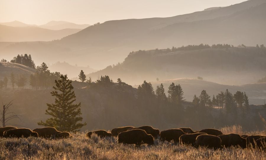 Bison herd, Lamar Valley