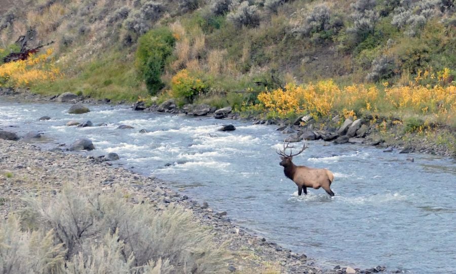 Bull elk in Gardner River