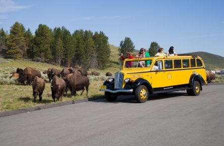 Yellowstone Yellow Bus Tour