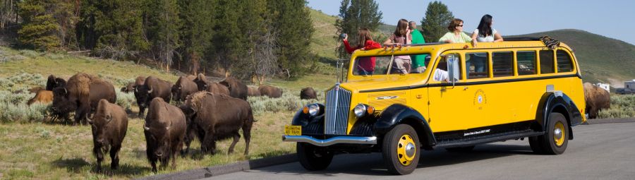 Yellowstone Yellow Bus Tour