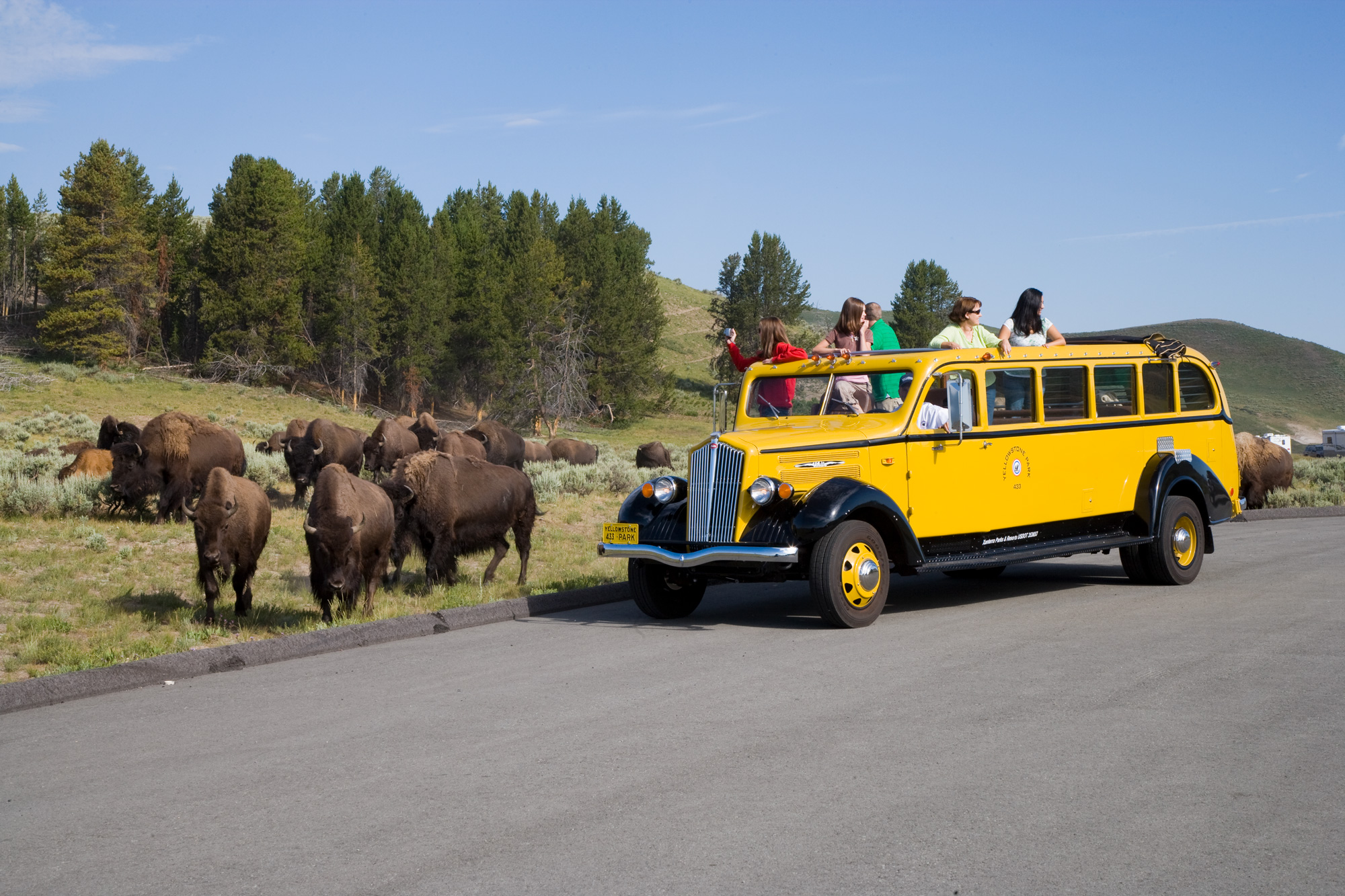 The Coolest Way to Tour Yellowstone I Historic Yellow Bus