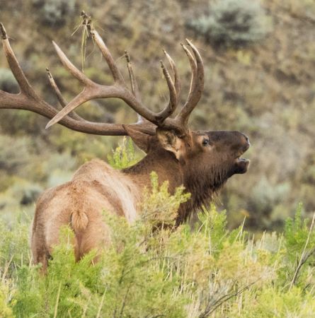 Sound the Bugle: Making the Most of the Elk and Bison Rut
