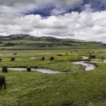 Bison on Rose Creek, Lamar Valley