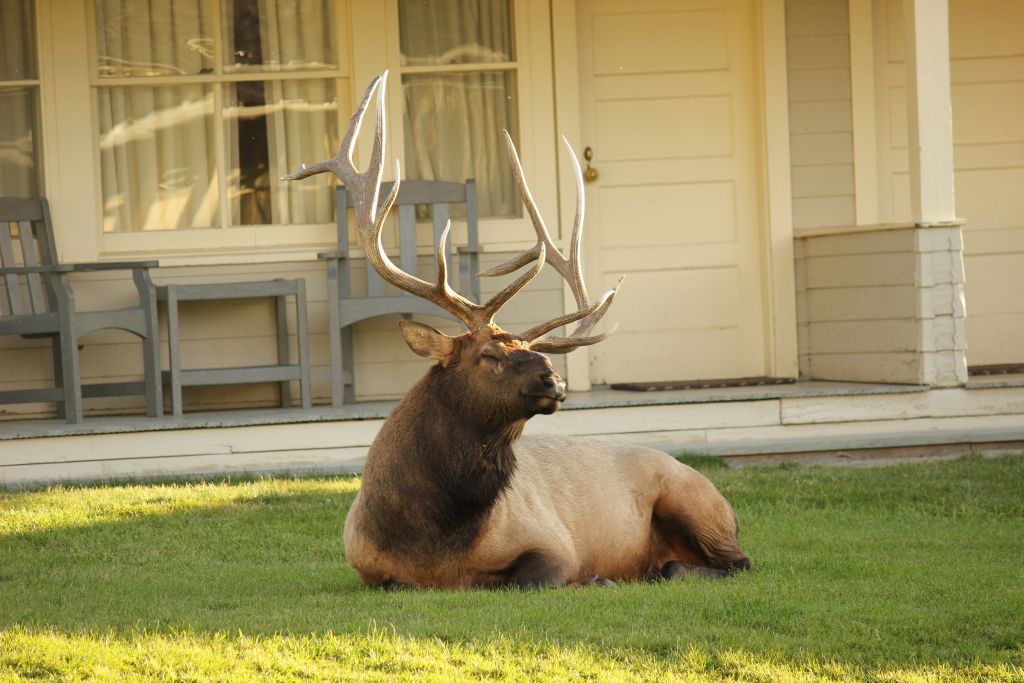 You Know You Live in Yellowstone When… Yellowstone National Park Lodges