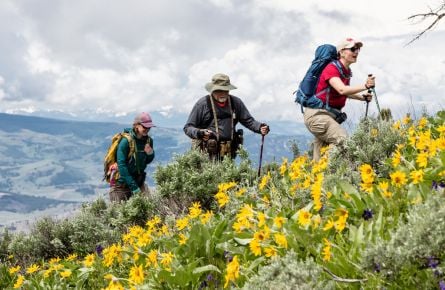 Three people hiking in Lamar Valley with yellow flowers