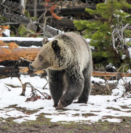 Yellowstone Hot Spot