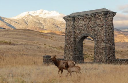 A cow and calf elk walk past Roosevelt Arch