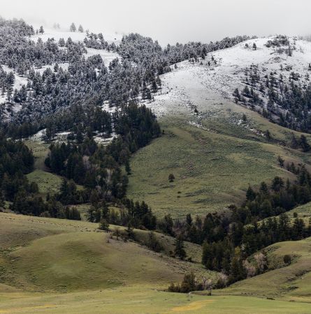 Termination-dust-on-Mt.-Everts-with-elk-herd