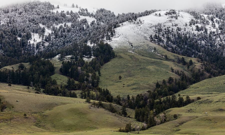 Termination-dust-on-Mt.-Everts-with-elk-herd