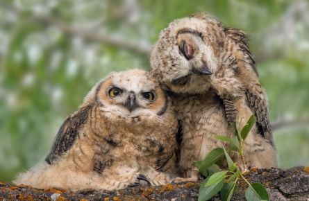 Great Horned Chicks Cuddling by Tom Murphy
