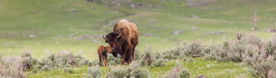 Newborn bison, Lamar Valley