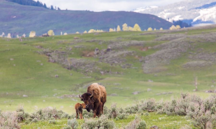 Newborn bison, Lamar Valley