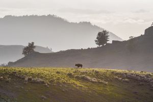 Bison Ridgeline Lamar Valley