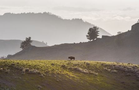 A Perfect Park Day: Spring in Yellowstone