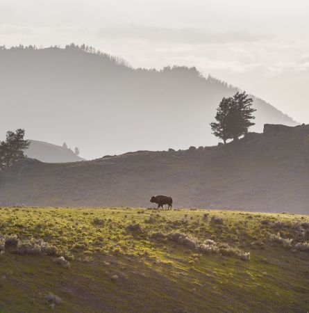 A Perfect Park Day: Spring in Yellowstone