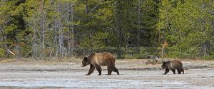 Grizzly-Sow-and-Yearling-Near-Daisy-Geyser