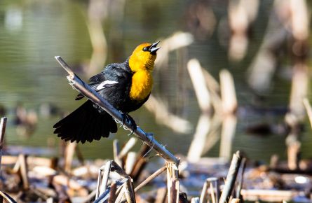 Yellow headed blackbird on a reed