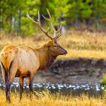 A male elk stands in a grassy field.
