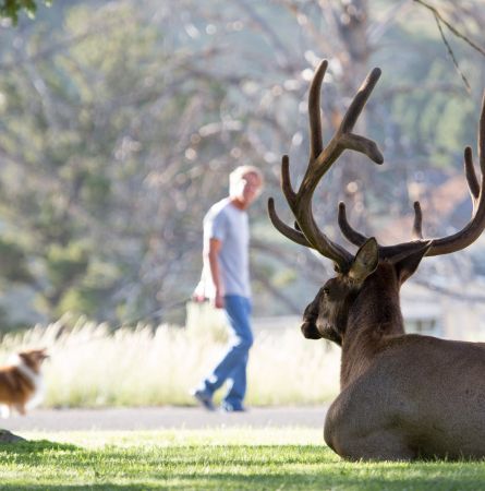 Yellowstone Social