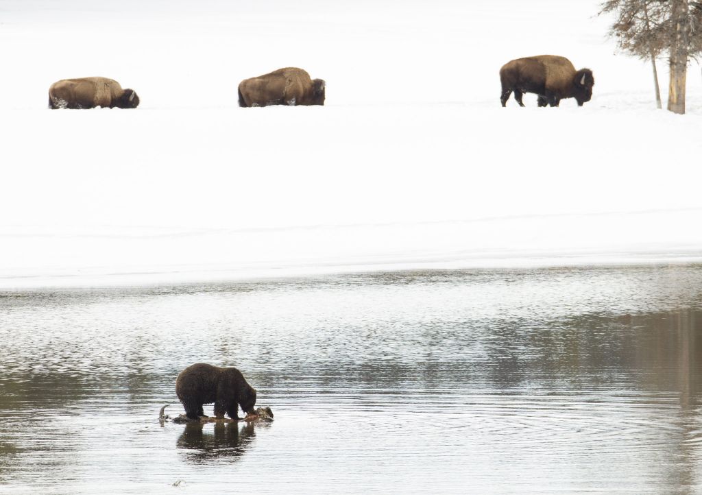 Guide To Watching Wildlife In Yellowstone By Month