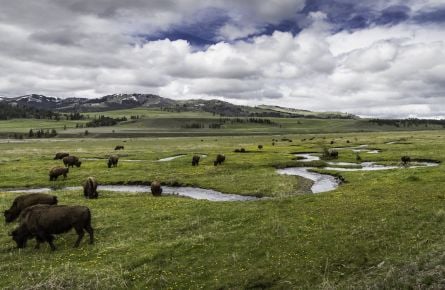 Bison Lamar Valley Yellowstone