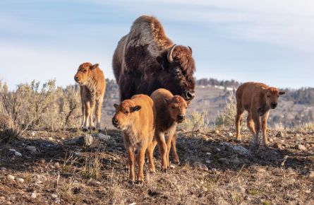 A cow bison and 4 red dogs in Lamar Valley