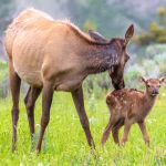 Elk cow grooming her calf