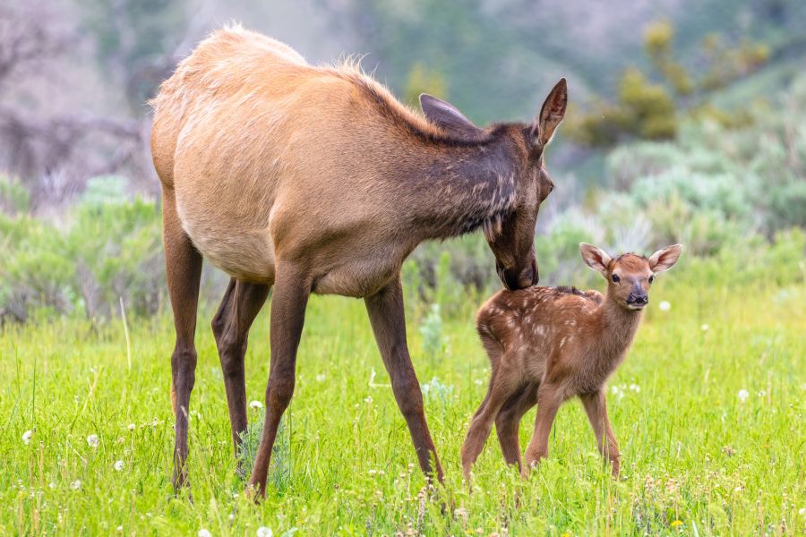 Elk cow grooming her calf