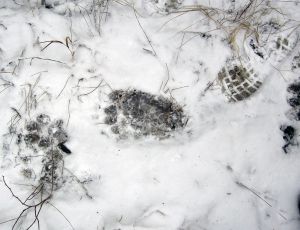 Wolf, bear and human tracks