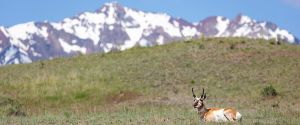 A-pronghorn-buck-rests-in-a-meadow-as-Electric-peak-looms-in-the-distance