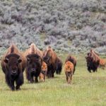 Bison herd with calves in Lamar Valley