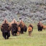 Bison herd with calves in Lamar Valley