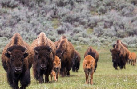 Bison herd with calves in Lamar Valley