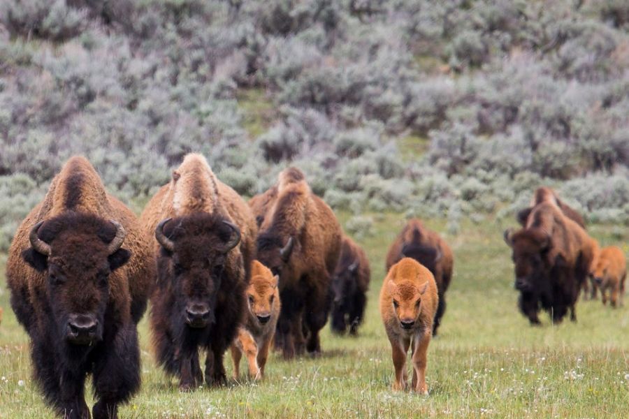 Bison herd with calves in Lamar Valley