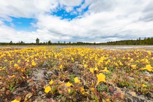 Yellow monkeyflower (Mimulus guttatus) along Firehole Lake Drive