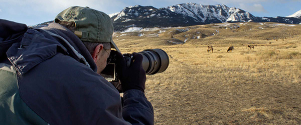 Photography Yellowstone Wildlife