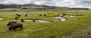 Bison along Rose Creek in Lamar Valley