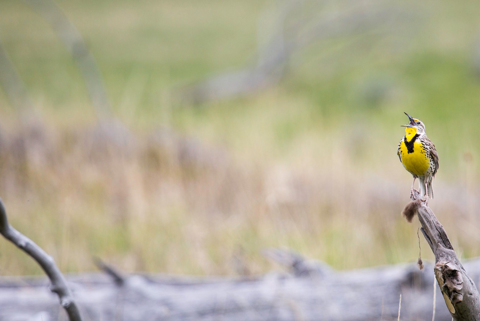 Western meadowlark singing in Lamar Valley Yellowstone National Park
