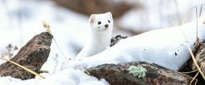 Long-tailed weasel