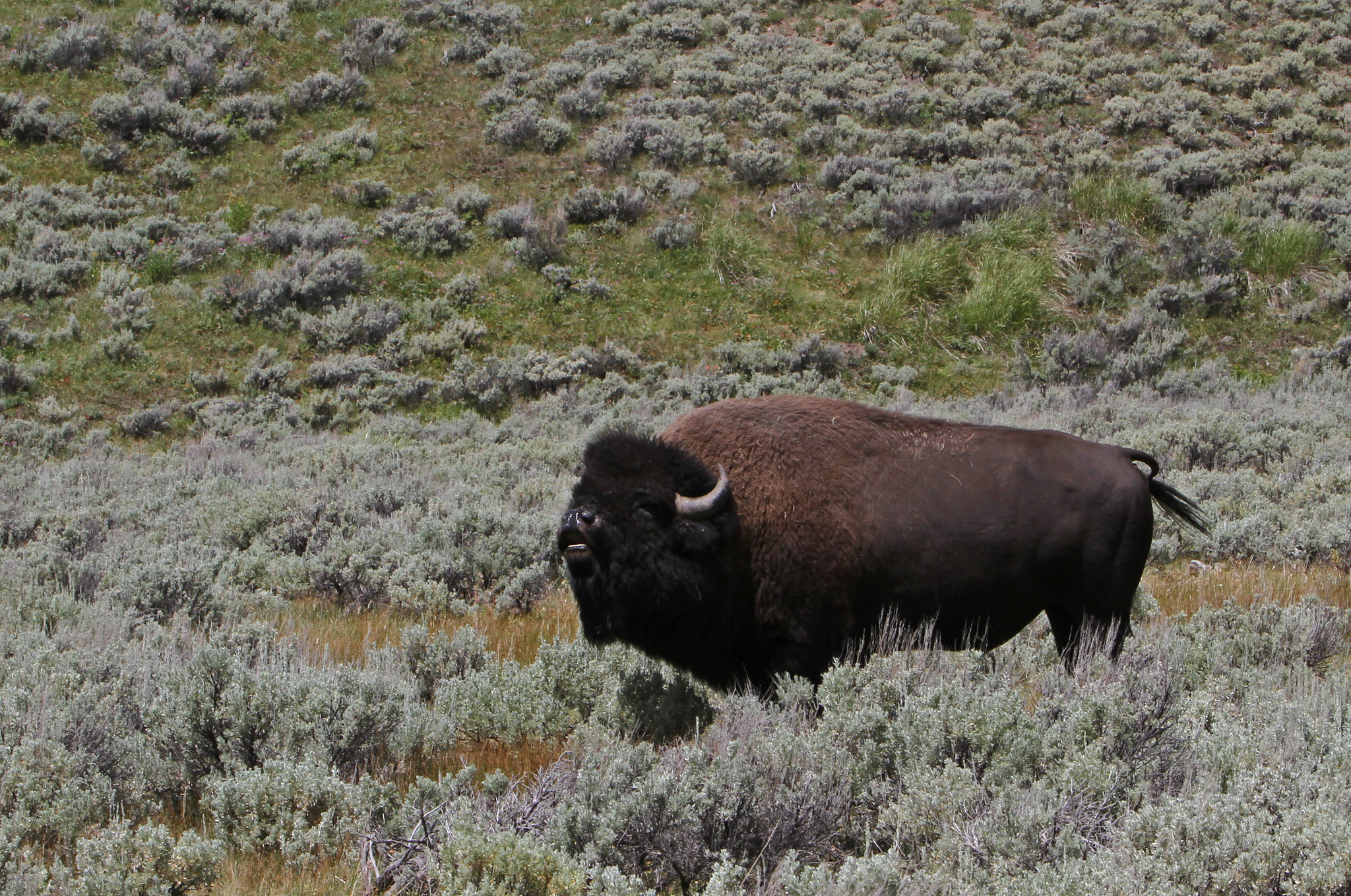 Yellowstone Social