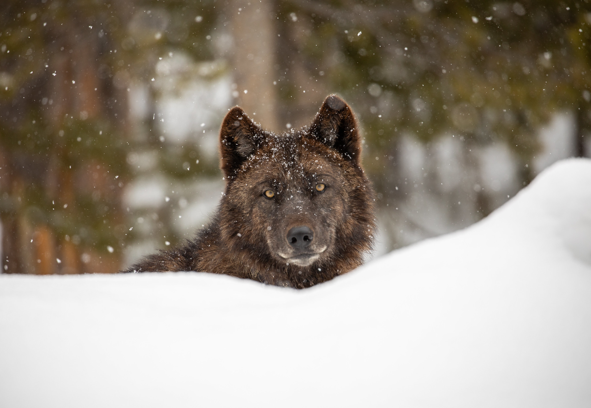 Yellowstone: Wolf Watching in Wonderland
