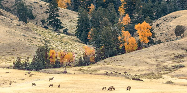 Trees with orange leaves and elk in fall