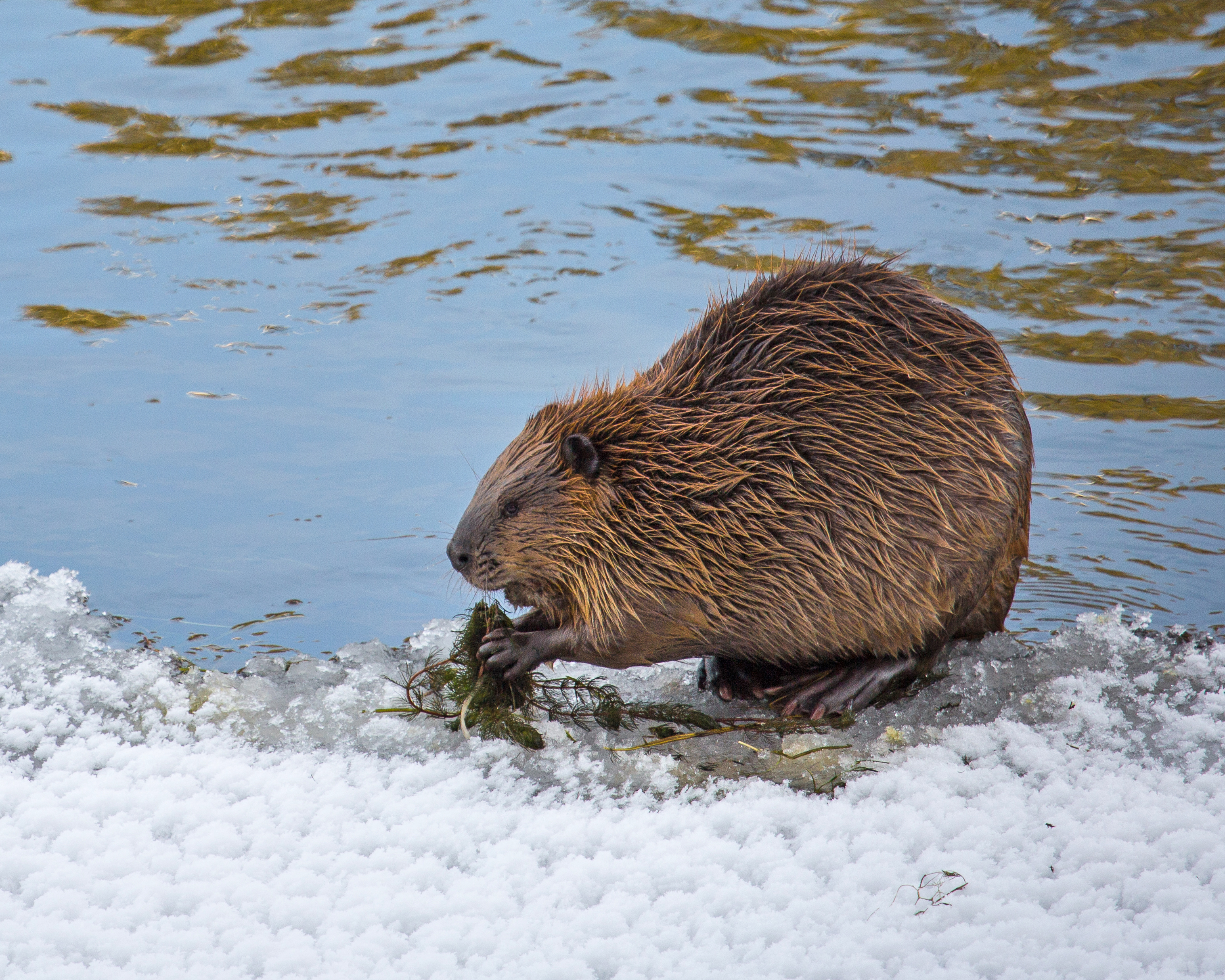 Beaver on a snowy bank of the Yellowstone River