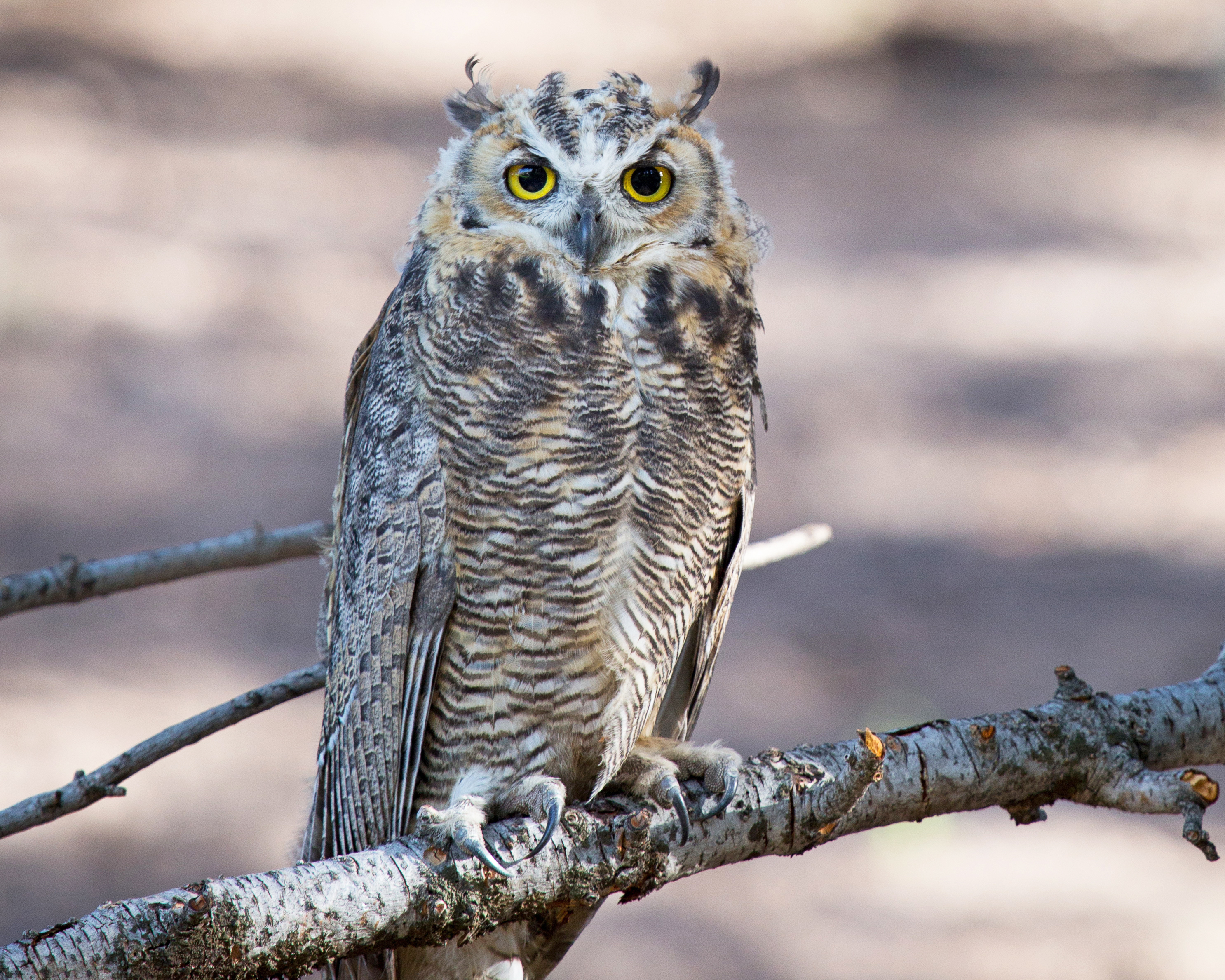Great Horned Owl sitting on a branch