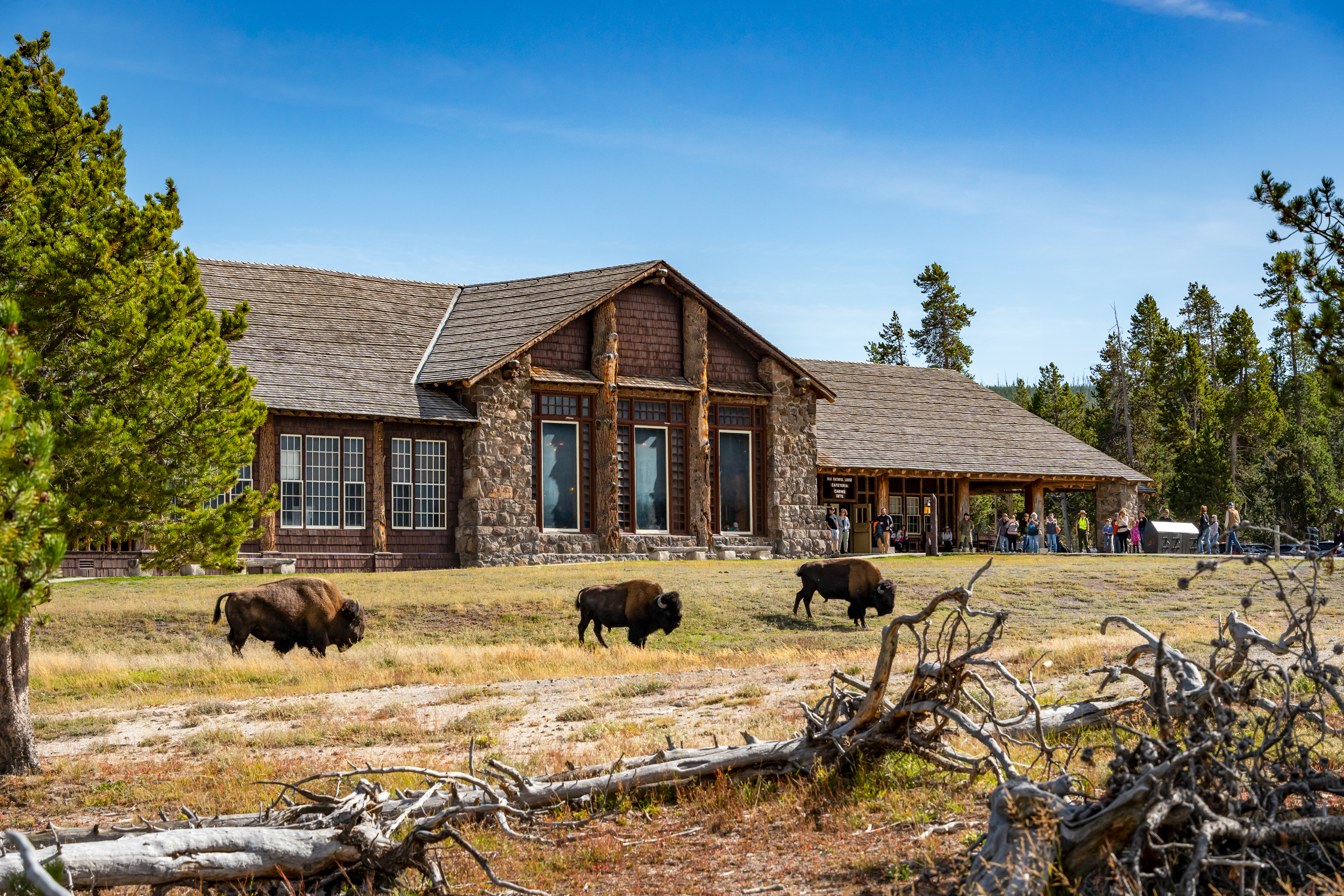 Three bison grazing in front of the Old Faithful Lodge
