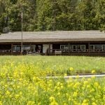 Summer wildflowers in front of Roosevelt Lodge